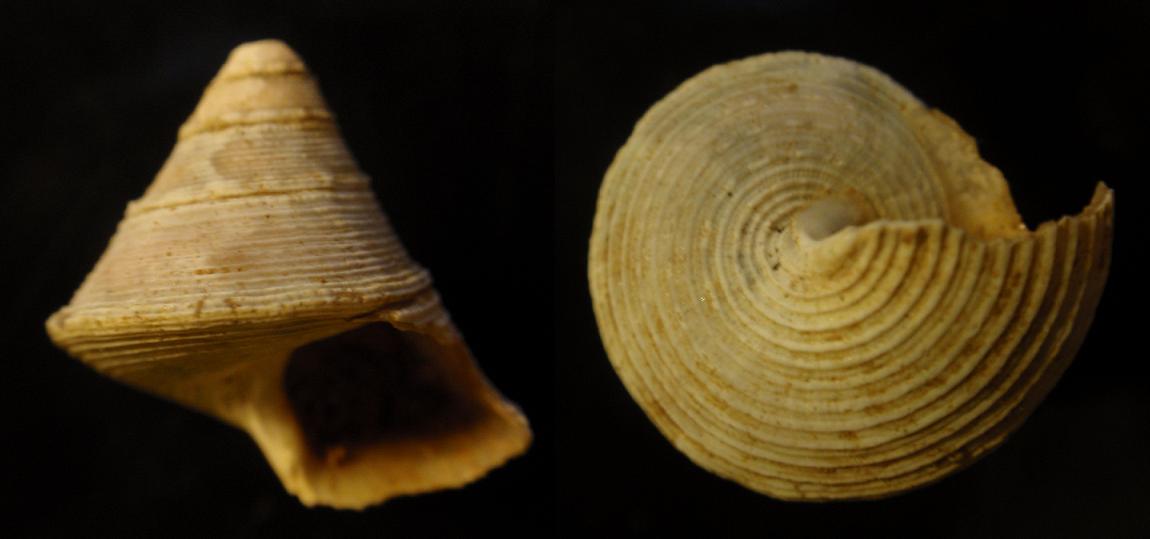 Trochidae 2